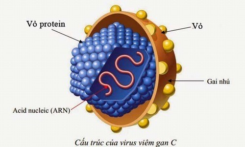 XÉT NGHIỆM ĐỊNH TYPE VIRUS HCV-VIÊM GAN C