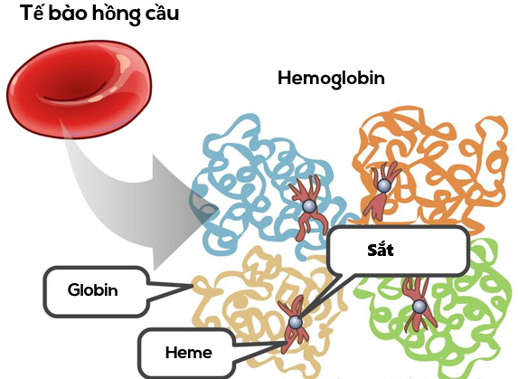 tan máu bẩm sinh, thalassemia, hồng cầu